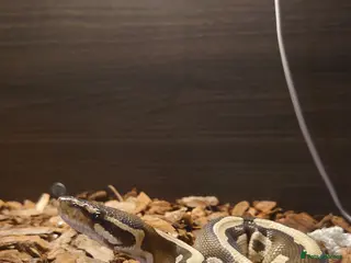 Mixed Breed reptiles 2 snakes for sale prices in description - Advert 6