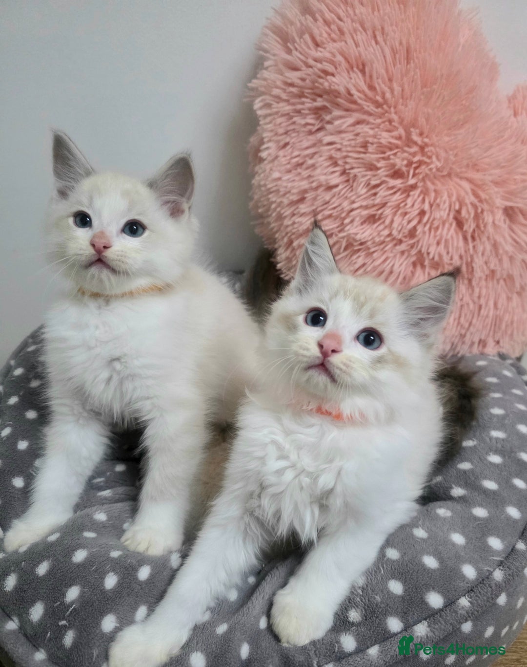 Ragdoll cats for sale: Beautiful GCCF Registered kittens - Advert 3