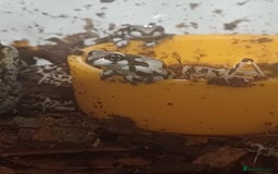 Frog reptiles for sale: Beautiful milk tree frogs  - Image 3