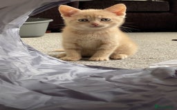 British Shorthair cats for sale: Male British Shorthair Kitten - Image 3