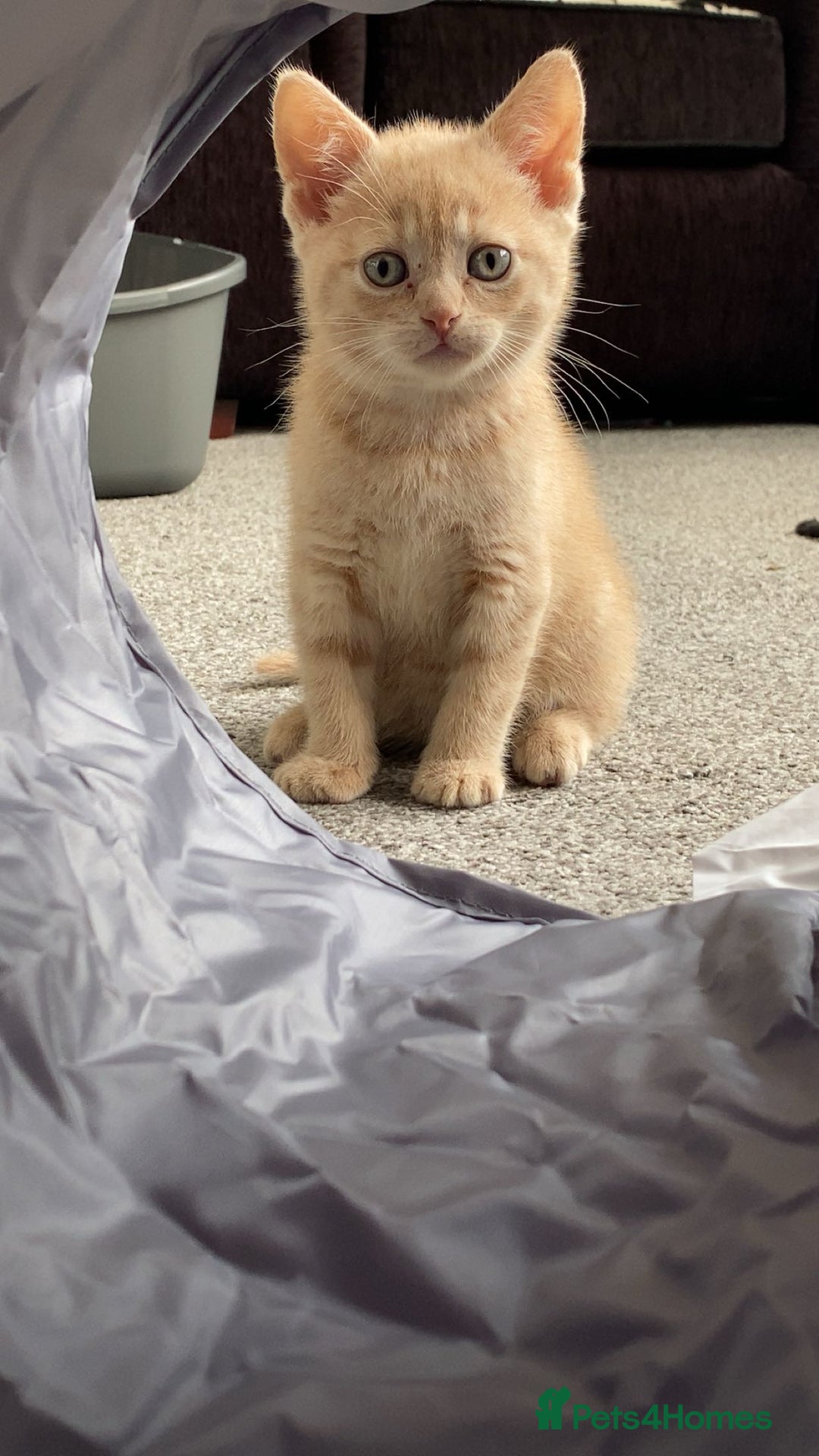 British Shorthair cats for sale: Male British Shorthair Kitten - Image 3