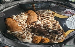 Mixed Breed dogs for sale: Cockerpoo puppys mini - Image 8