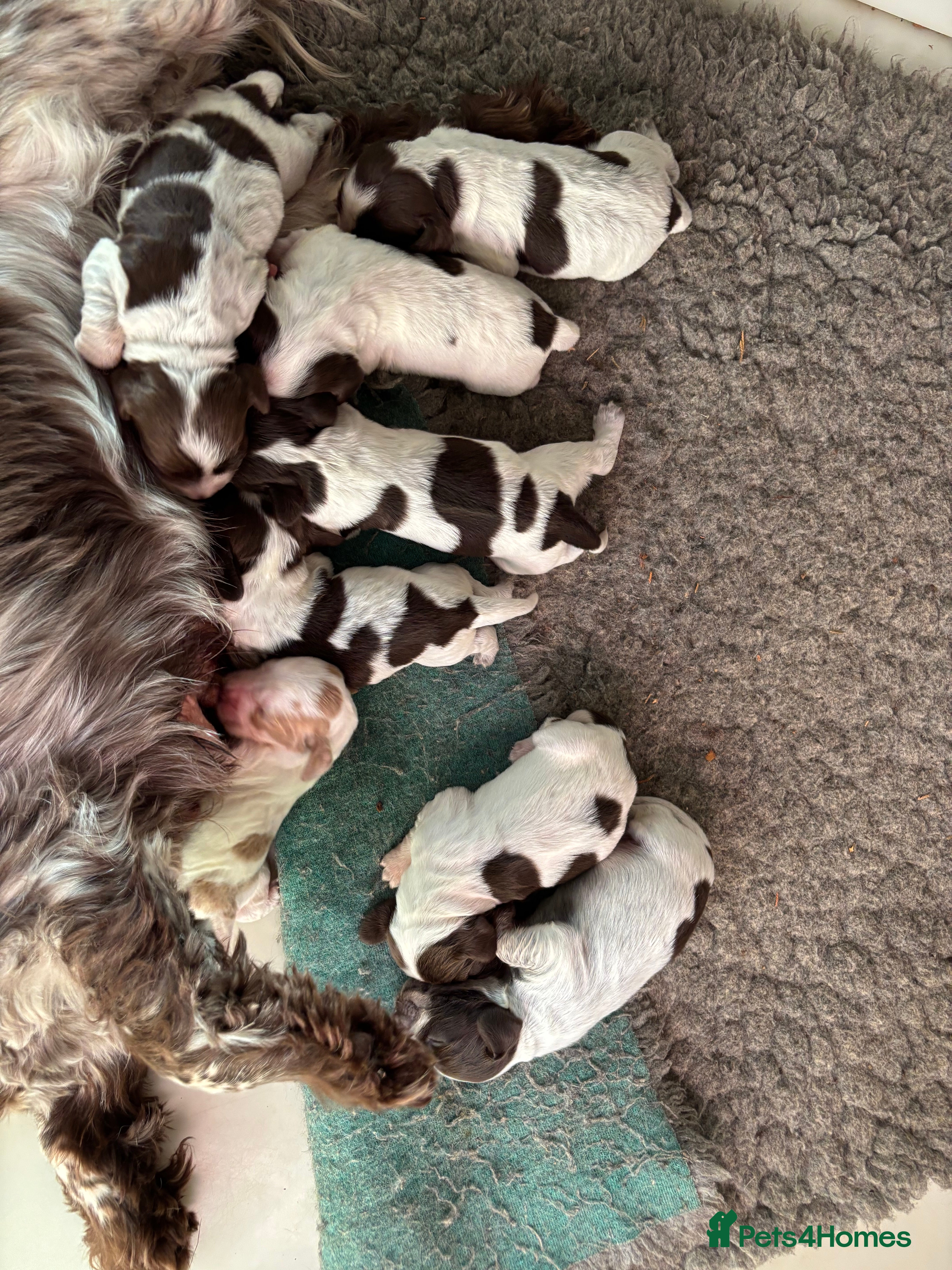 Cocker Spaniel dogs  ** Ready to leave this week  **  - Advert 10