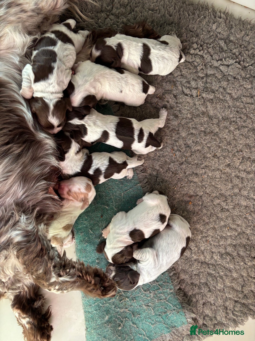 Cocker Spaniel dogs for sale: Stunning cocker spaniel puppies  - Advert 1