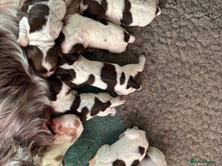 Cocker Spaniel dogs Stunning cocker spaniel puppies - Advert 14