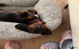 Dachshund dogs for sale: Dachshund Puppy for Sale - Image 2