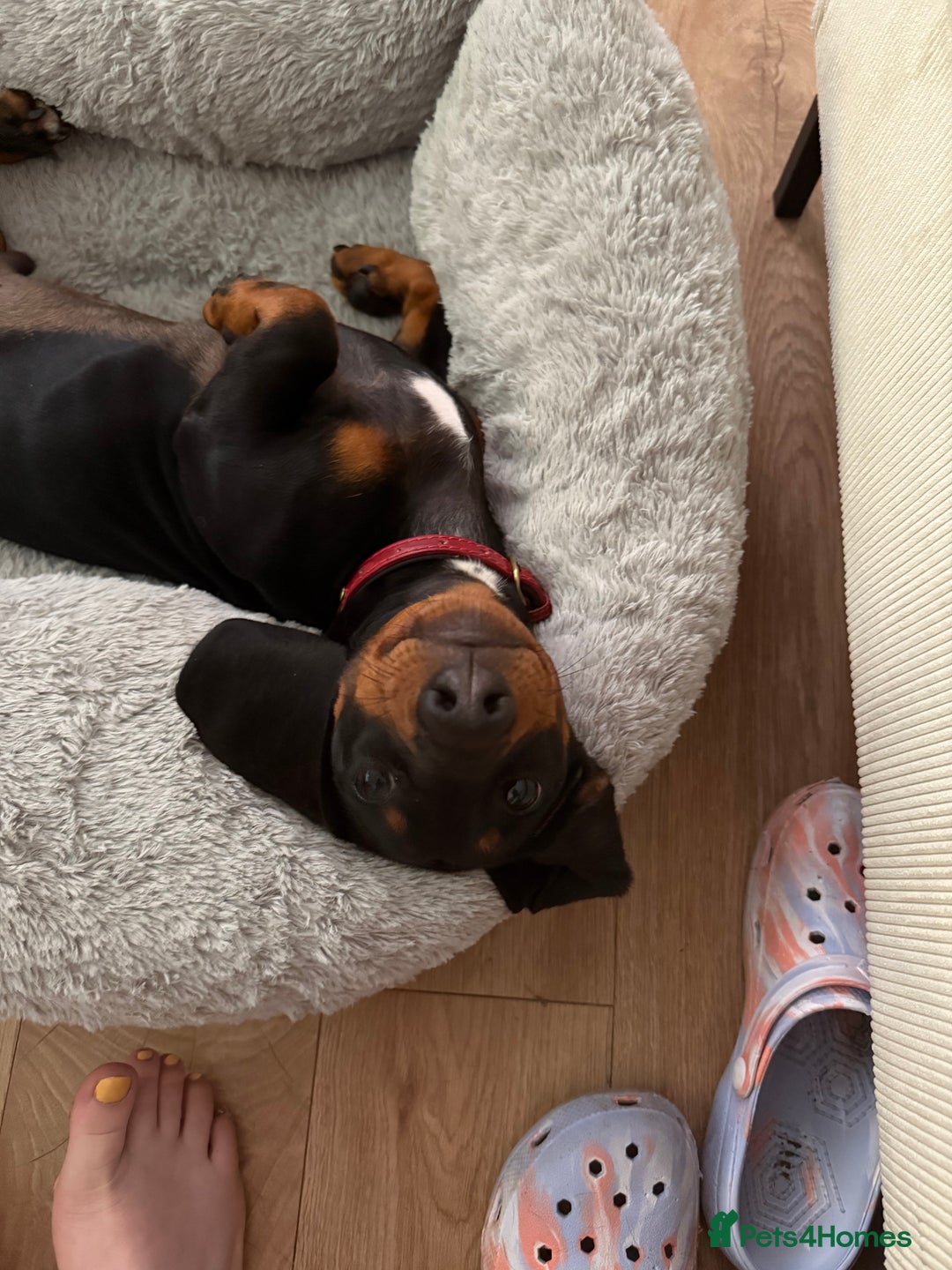 Dachshund dogs for sale: Dachshund Puppy for Sale - Image 2