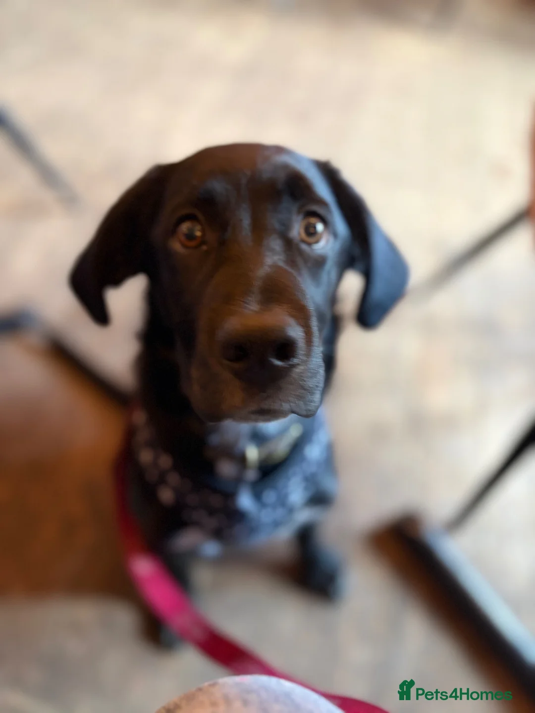 Sprollie dogs for sale: 6 month old male pup - Advert 8