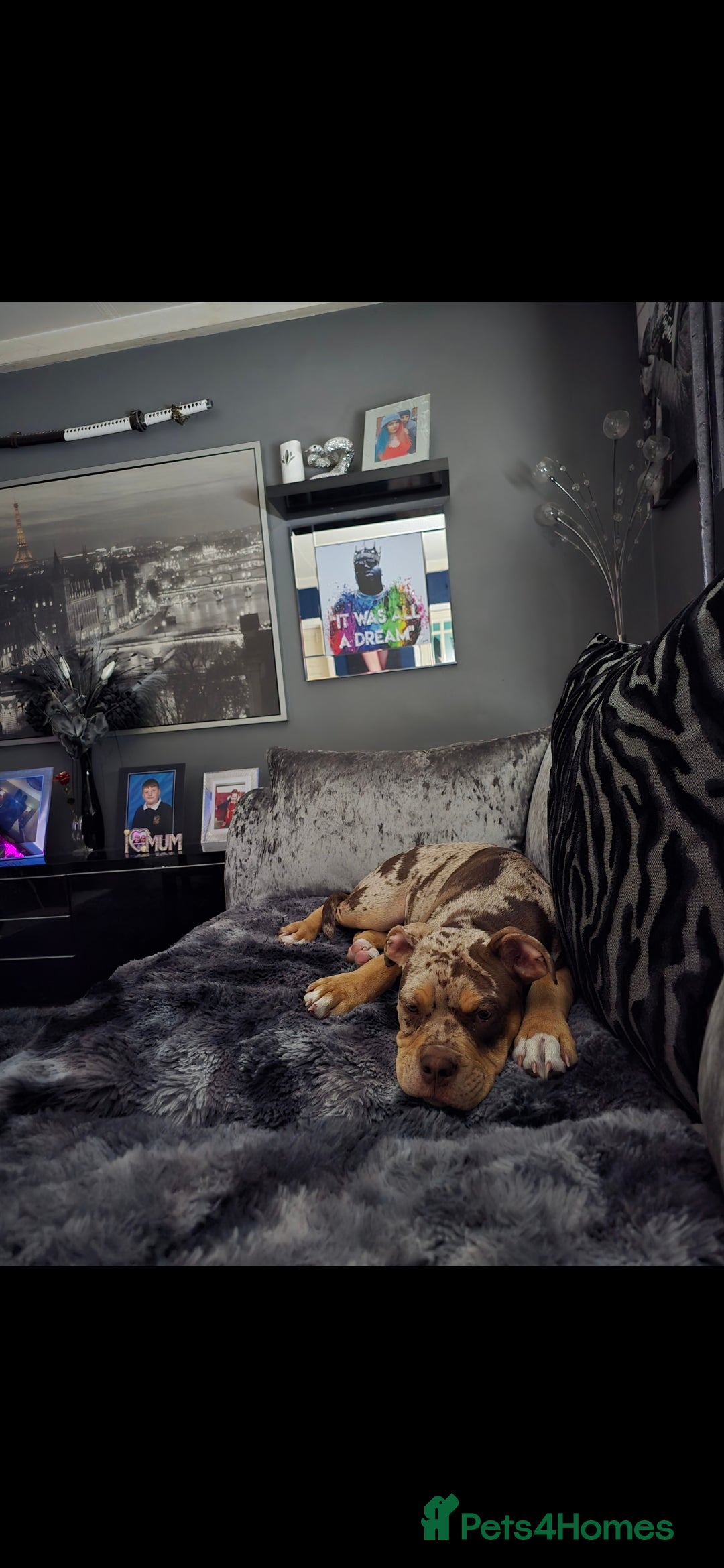 Old Tyme Bulldog dogs for sale: Beautiful merle 8 month old tyme English bulldog  - Image 3