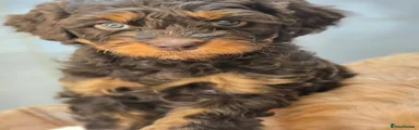 Cavapoo Puppy 5