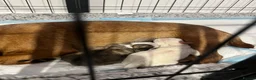 Mixed Breed dogs for sale: Pug cross puppies - Advert 6