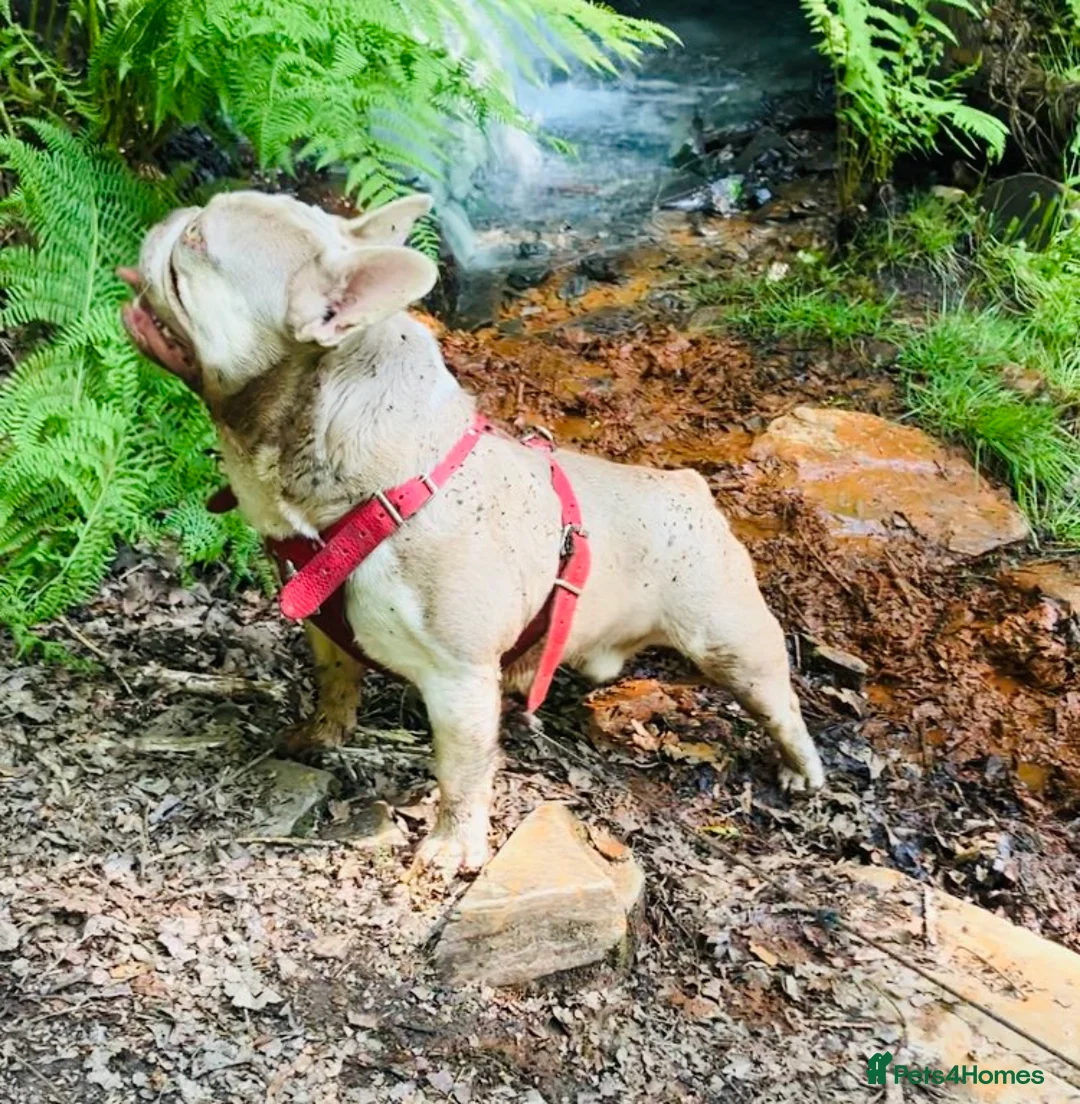 French Bulldog dogs for stud: ⭐️KCREG 4 PANEL CLEAR NEW SHADE ISABELLA PIED STUD in Gunnislake - Advert 13