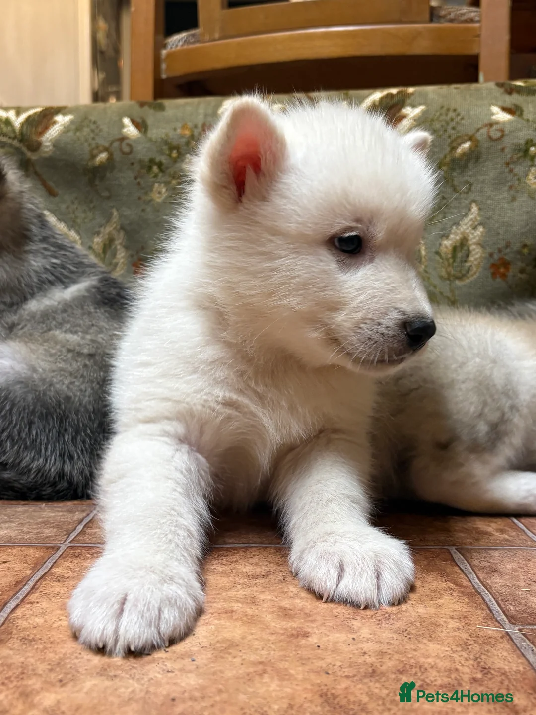 Alaskan Malamute dogs for sale: K.C registered Quality Alaskan Malamute puppies - Advert 16