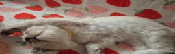 Ragdoll cats for sale: ✨ Stunning Ragdoll Kittens-Blue/Bi-Colour ✨ - Advert 20