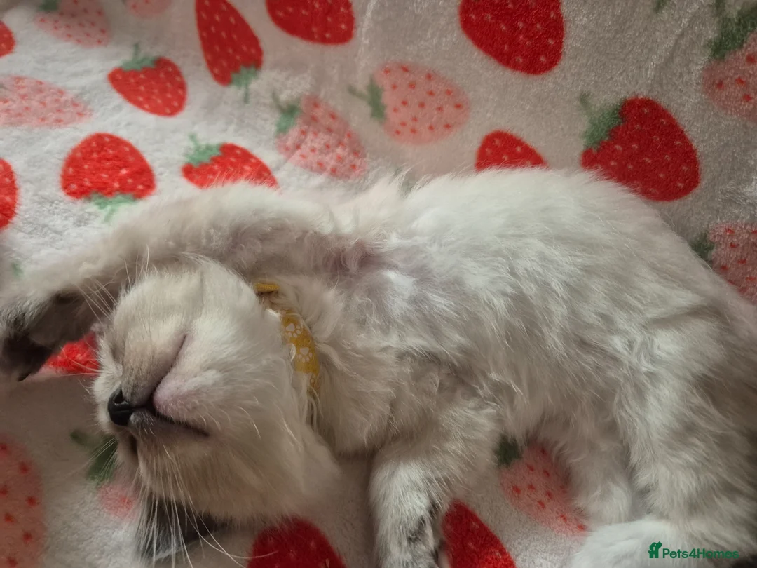 Ragdoll cats for sale: ✨ Stunning Ragdoll Kittens-Blue/Bi-Colour ✨ - Advert 20