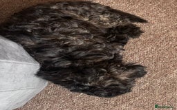 Yorkiepoo dogs for sale: Beautiful yorkipoo puppies - Image 36