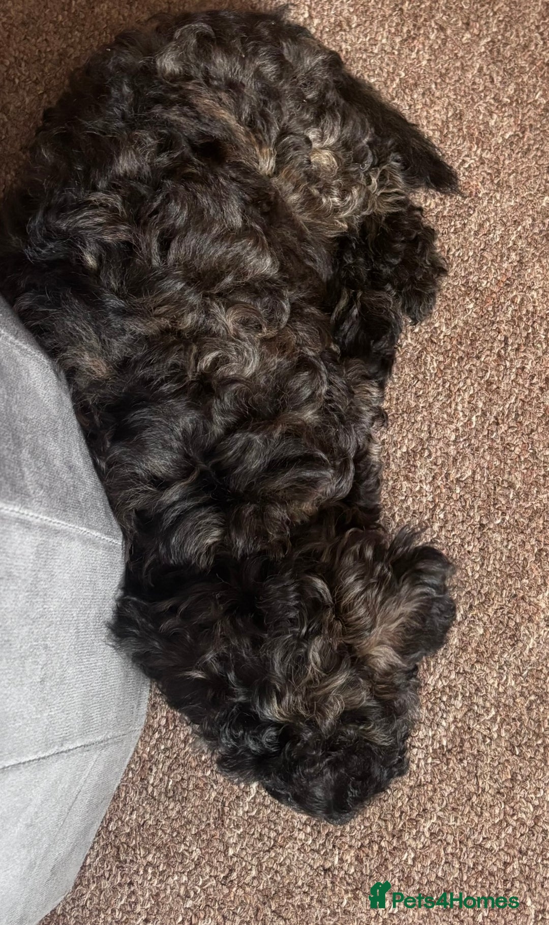 Yorkiepoo dogs for sale: Beautiful yorkipoo puppies - Image 36