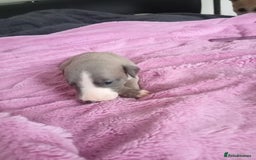 Whippet dogs for sale: Beautiful whippets  - Image 13