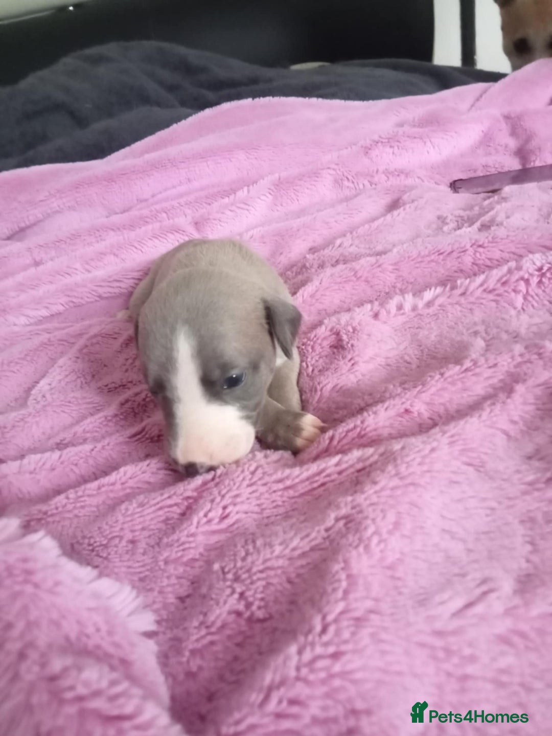 Whippet dogs for sale: Beautiful whippets  - Image 13