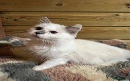Ragdoll cats for sale: Tica Cherubim ragdoll kittens ready now  - Image 9