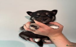 Siberian Husky dogs for sale: Beautiful Chunky Siberian Husky Puppies  - Image 31