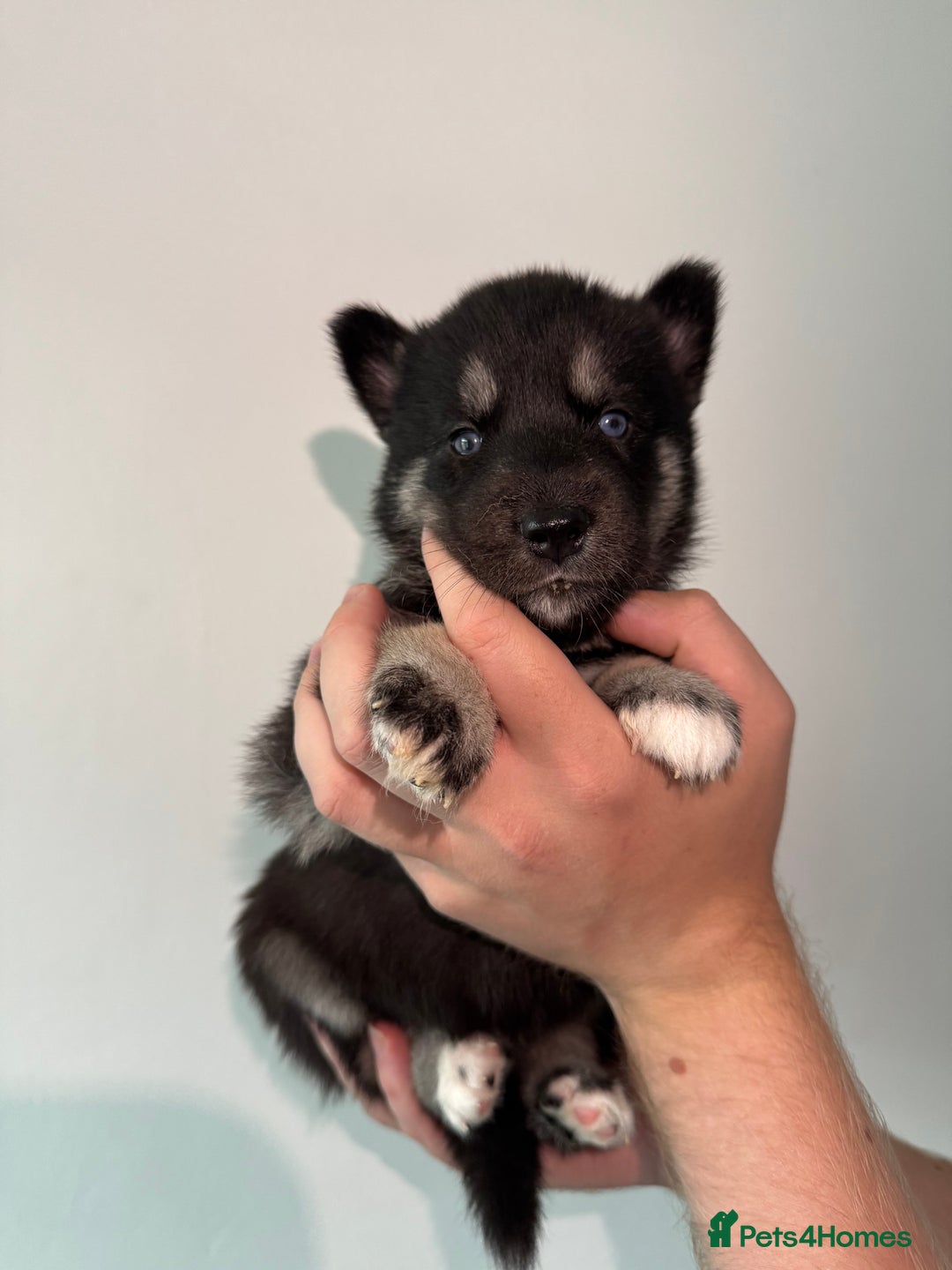 Siberian Husky dogs for sale: Beautiful Chunky Siberian Husky Puppies  - Image 31