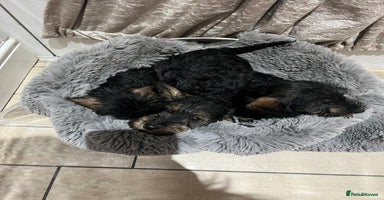 Dachshund dogs Miniature soft haired dachshunds - Advert 11