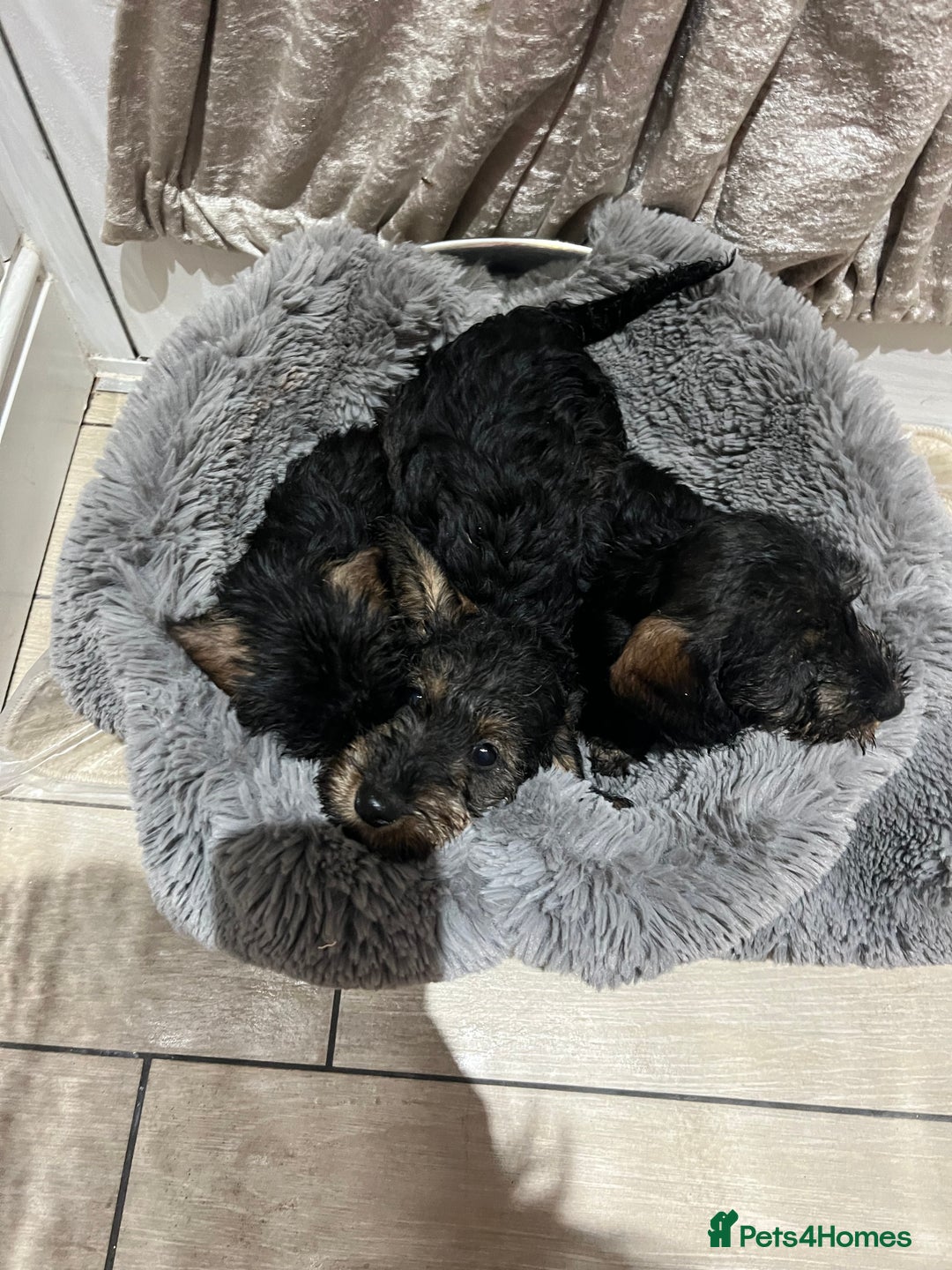 Dachshund dogs for sale: Miniature soft haired dachshunds - Advert 3