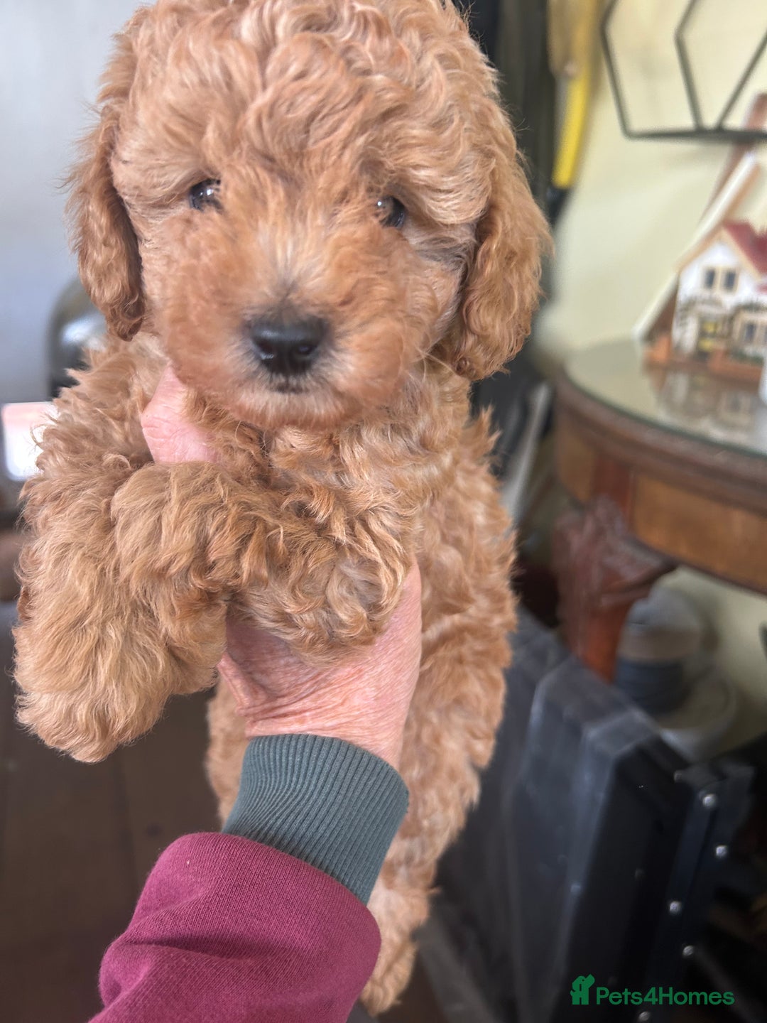 Toy Poodle dogs for sale: Red toy poodle puppies - Image 3
