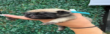 Pug 1