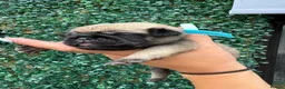 Pug dogs for sale: Pug Puppies ❤️🩵🩷💙💚💛 - Advert 8