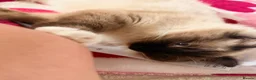 Ragdoll cats for sale: Looking for the most loving forever home for Axel  - Advert 3