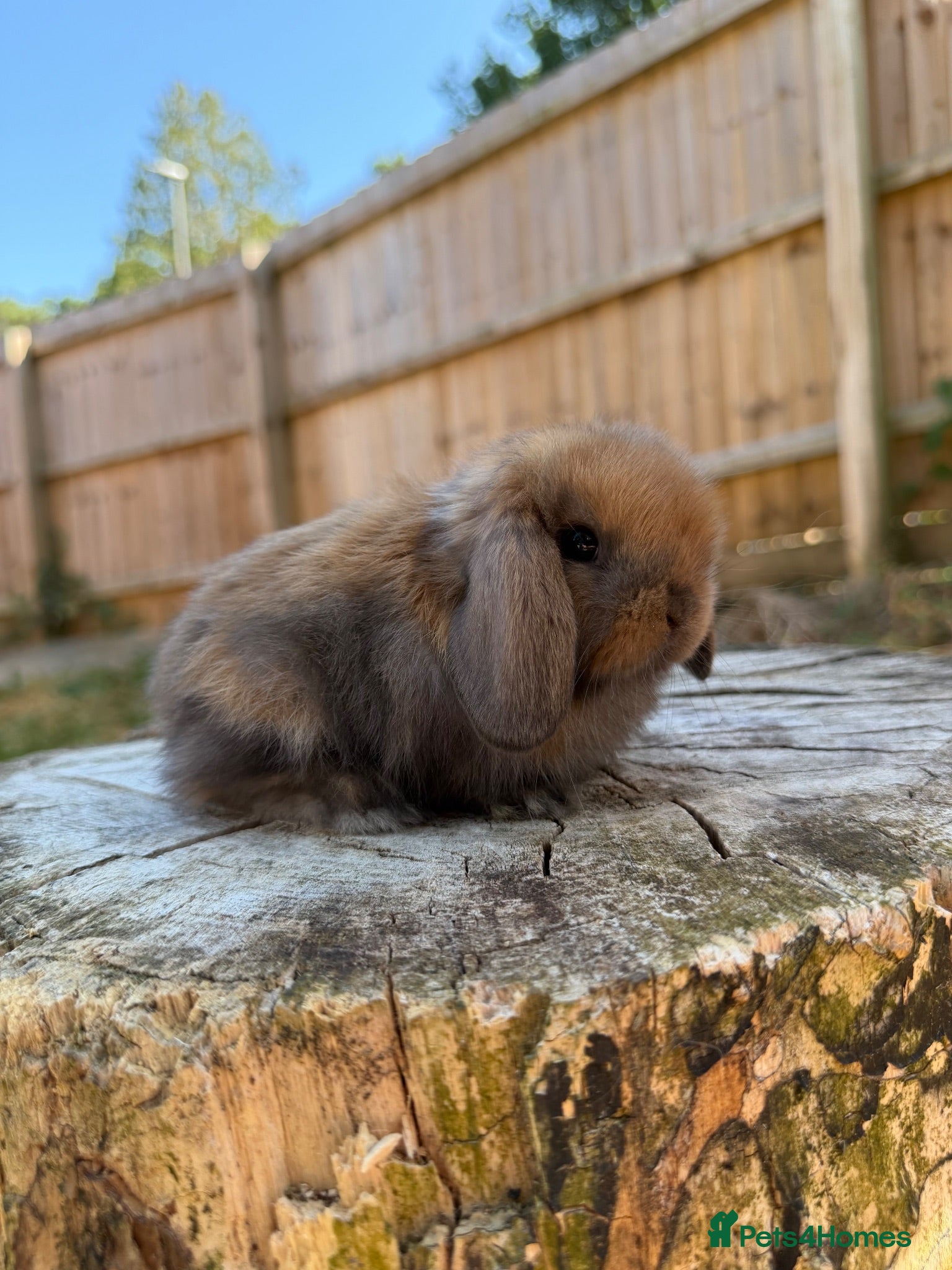 Mini Lop rabbits Mini lop sisters  - Advert 1