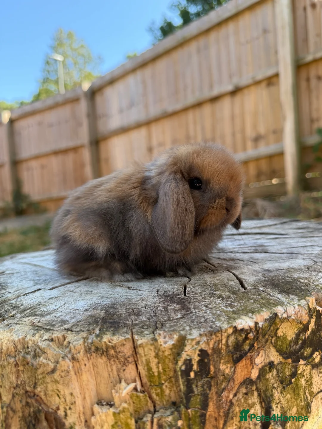 Mini Lop rabbits for sale: Mini lop sisters  - Advert 1