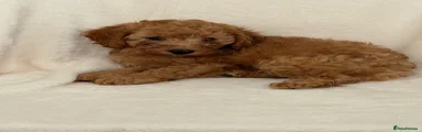 Cockapoo 1