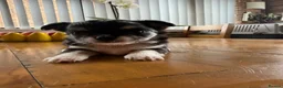 Chihuahua dogs for sale: Stunning Chihuahua Babies in Chatham - Advert 15