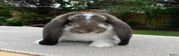 French Lop rabbits for sale: Young French Lops - Advert 4
