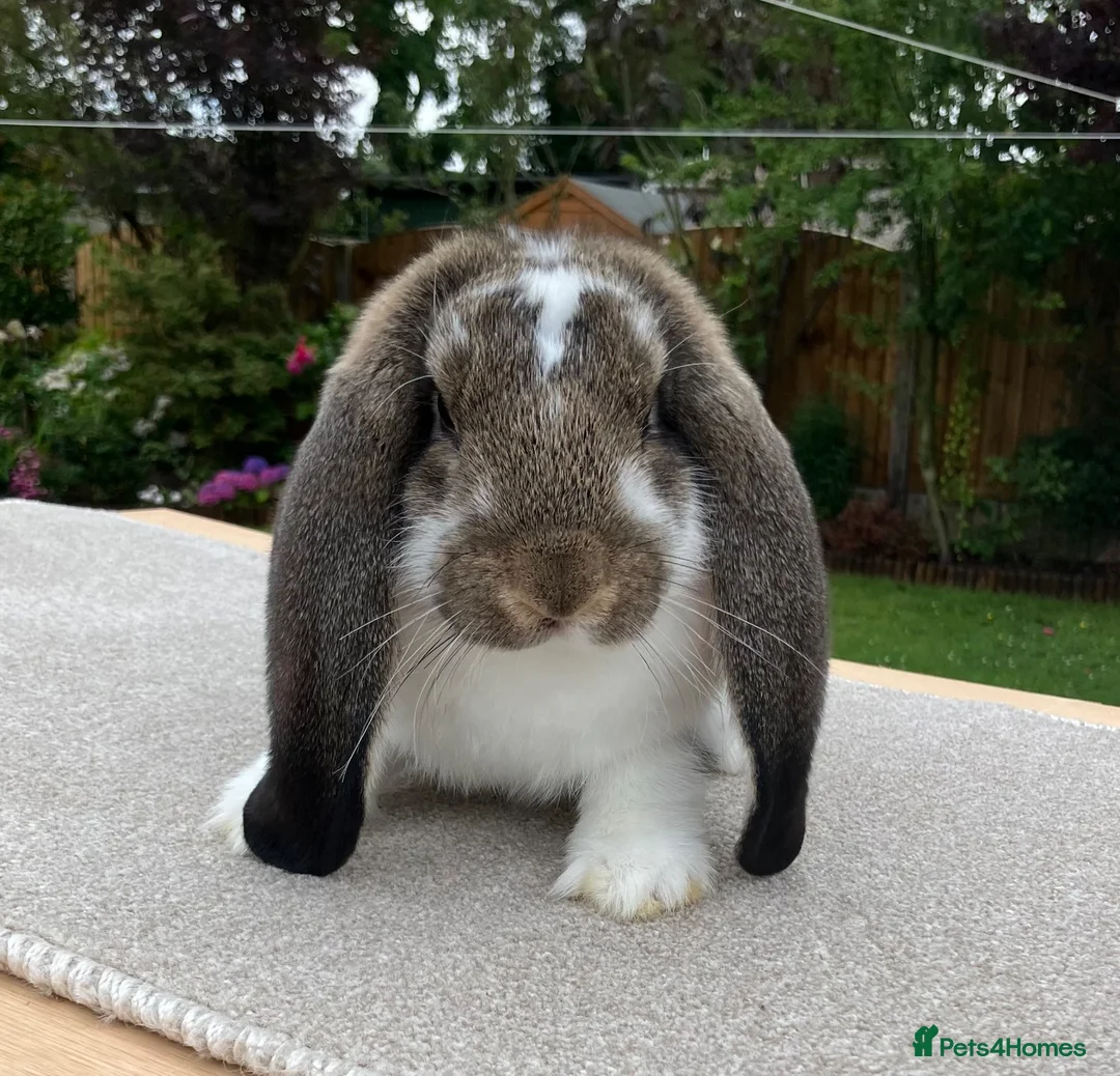 French Lop rabbits for sale: Young French Lops - Advert 4
