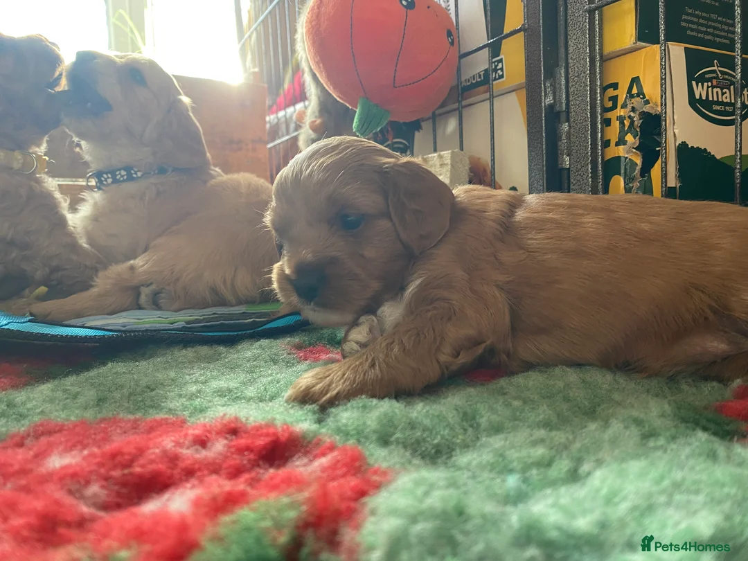 Mixed Breed dogs for sale: Beautiful Cavacockapoo puppies, only two left!  - Advert 7