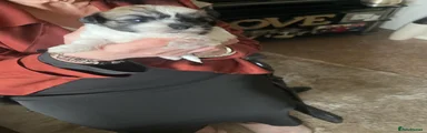 Zuchon Puppy 1