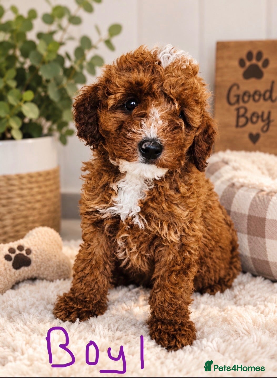 Miniature Poodle dogs PRA clear minature poodles  - Advert 1