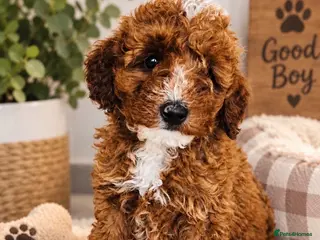 Miniature Poodle dogs PRA clear minature poodles - Advert 1