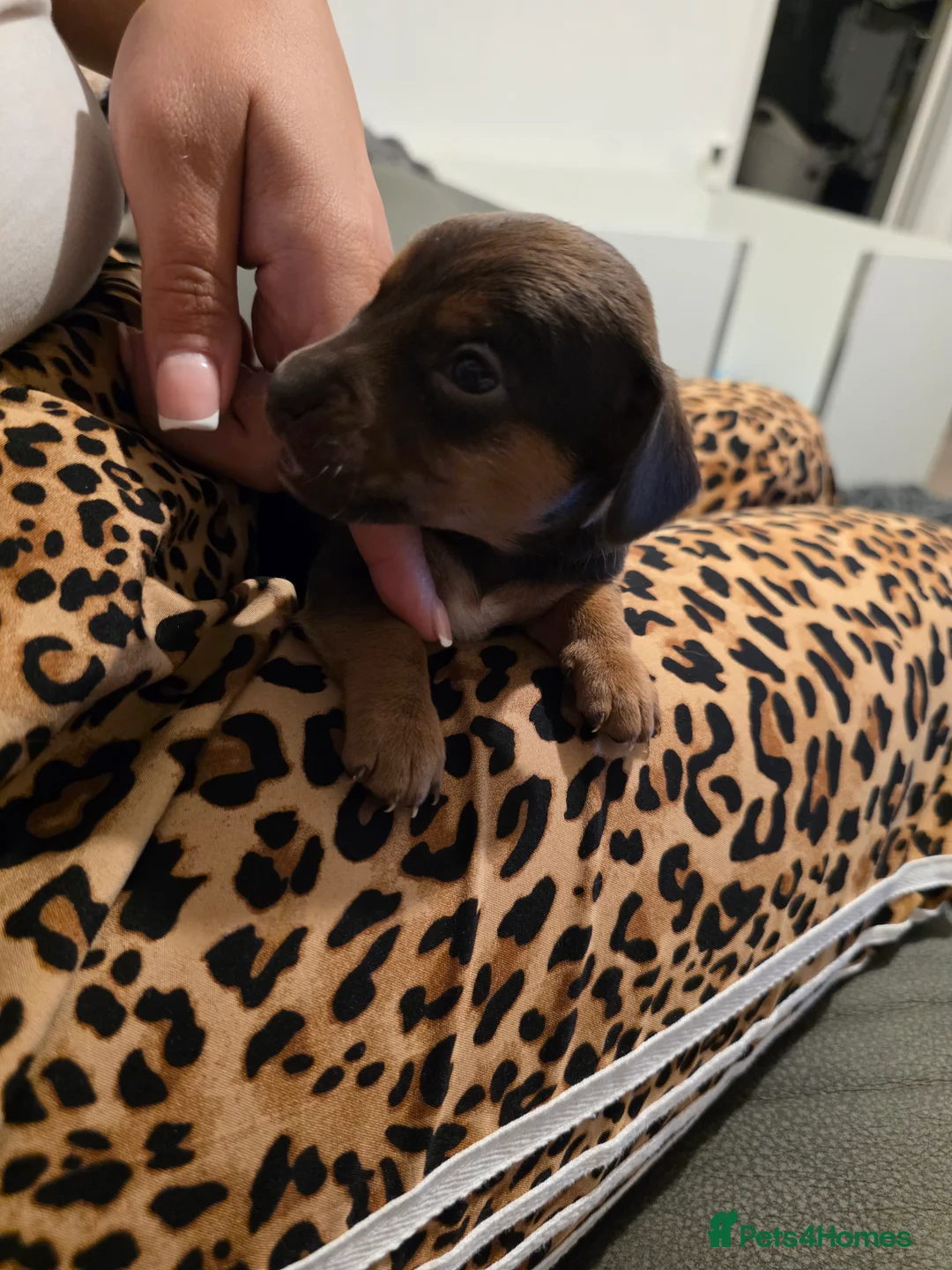 Mixed Breed dogs for sale: Stunning JR / Dachshund Pups - Advert 34