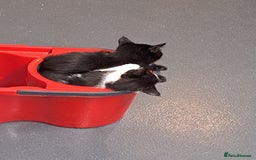 Mixed Breed cats for sale: Active kittens  - Image 7