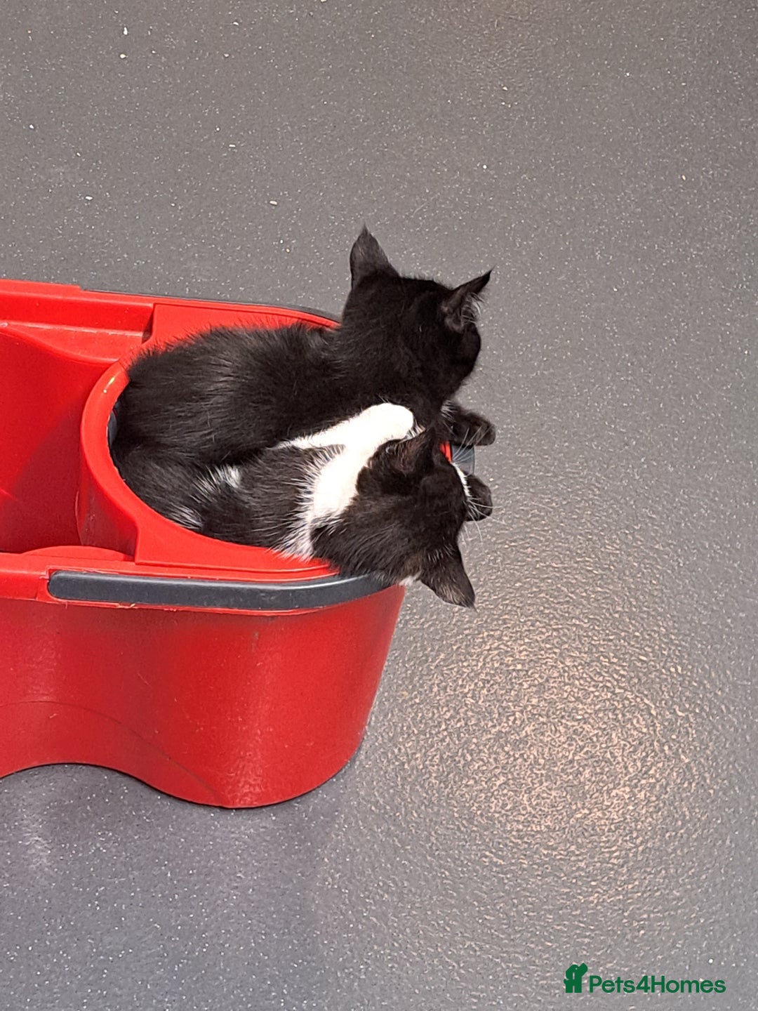Mixed Breed cats for sale: Active kittens  - Image 7