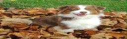 Australian Shepherd dogs for sale: Australian Shepherd Male - Advert 1