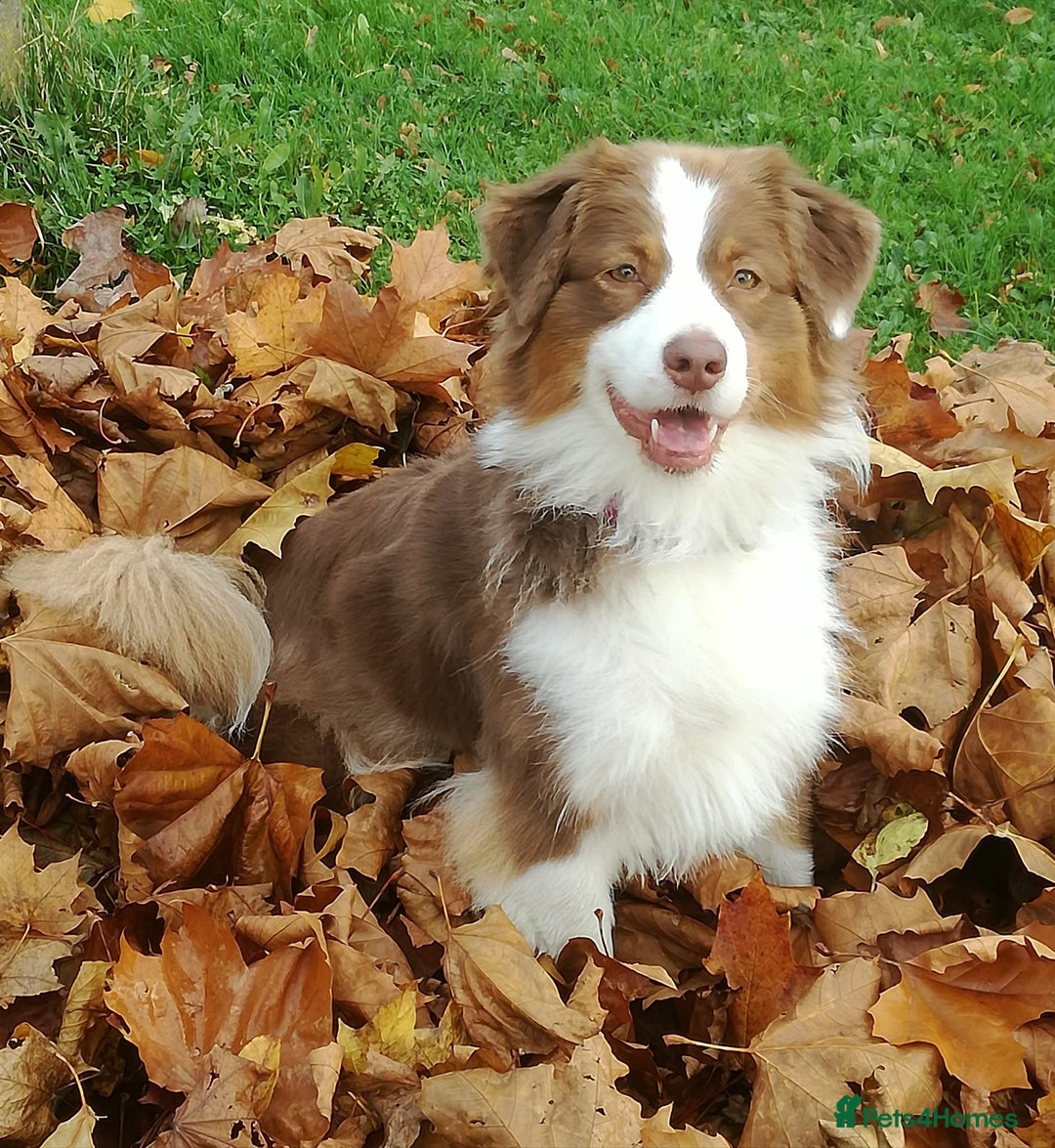 Australian Shepherd dogs for sale: Australian Shepherd Male - Advert 1