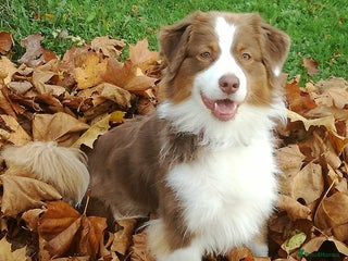 Australian Shepherd dogs Australian Shepherd Male - Advert 11
