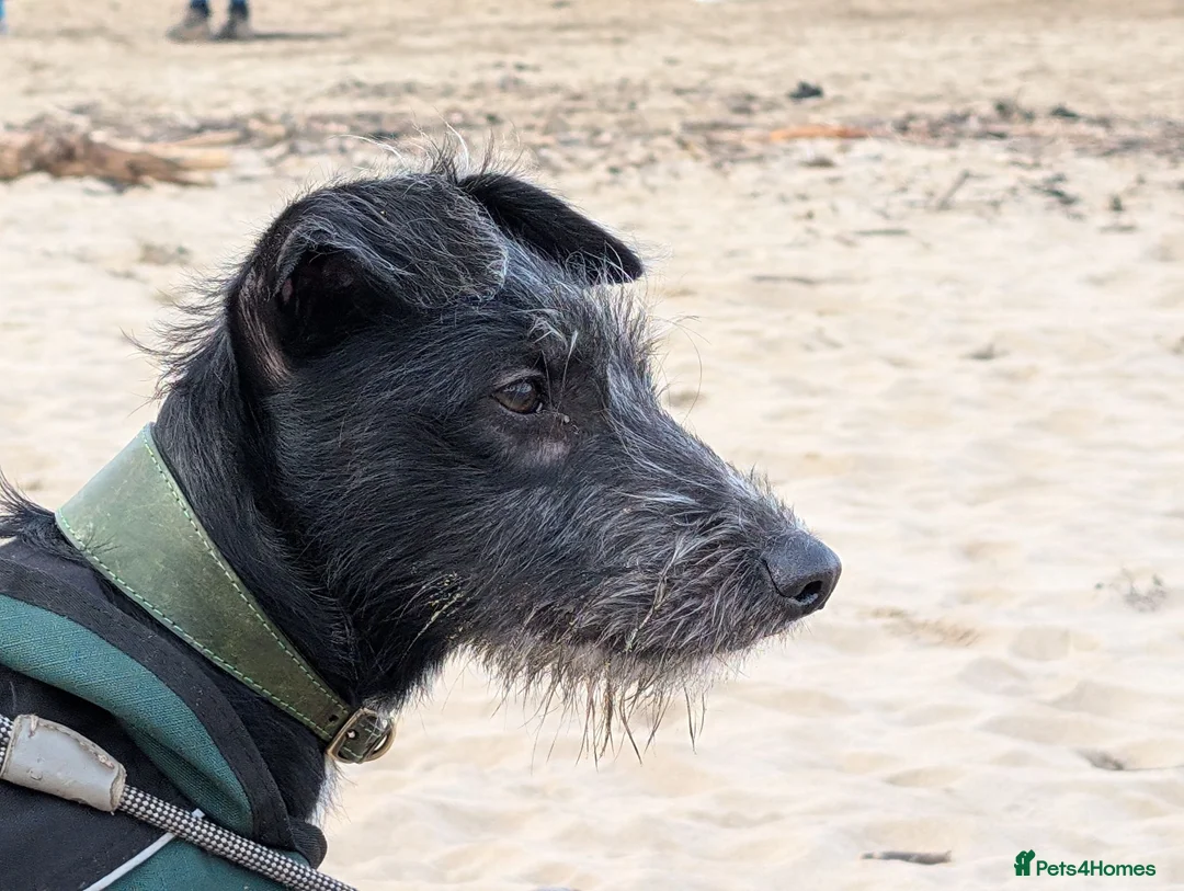 Mixed Breed dogs for sale: 1 yr old collie whippet cross/small lurcher in Bideford - Advert 1