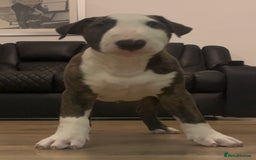 English Bull Terrier dogs for sale: English Bull Terrier pups - Image 1